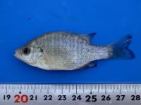 ブルーギルの写真