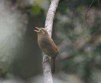 ガビチョウの写真