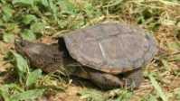 カミツキガメの画像