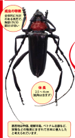 クビアカツヤカミキリの画像