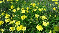 ナルトサワギクの写真