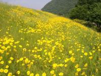 オオキンケイギクの写真