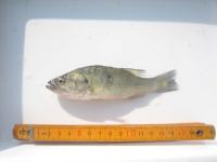 オオクチバスの写真