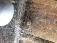 セアカゴケグモの写真