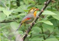 ソウシチョウの写真