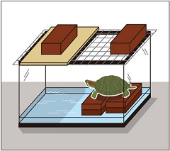 脱出防止対策を行ったカメの水槽