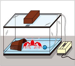 脱出防止対策を行ったザリガニの水槽