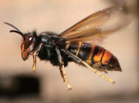 ツマアカスズメバチの画像