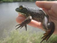 ウシガエルの写真