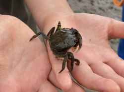 手のひらにカニを乗せている様子