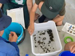 生き物の種類を調べている様子