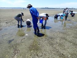 干潟生き物の観察会と生息調査様子1