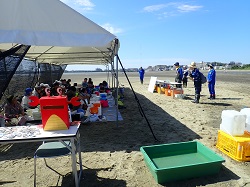 干潟生き物の観察会と生息調査様子3