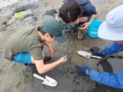 干潟の生き物を探している様子