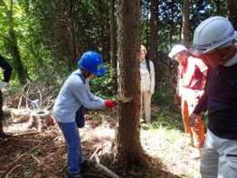 木に切れ目をいれる様子