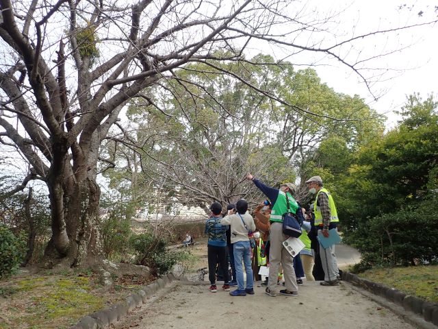 樹木の説明写真