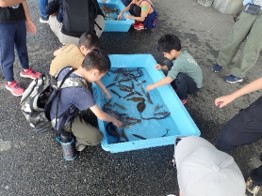 海の生きものとのふれあいの様子