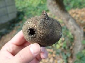 イスノキの虫こぶ写真