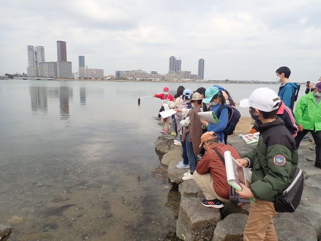 オゴノリの観察写真