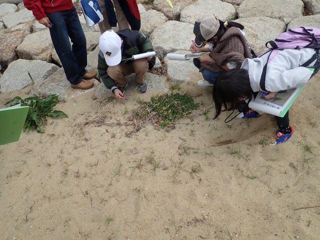 ツルナの観察写真