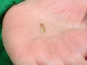 モミジの種の写真