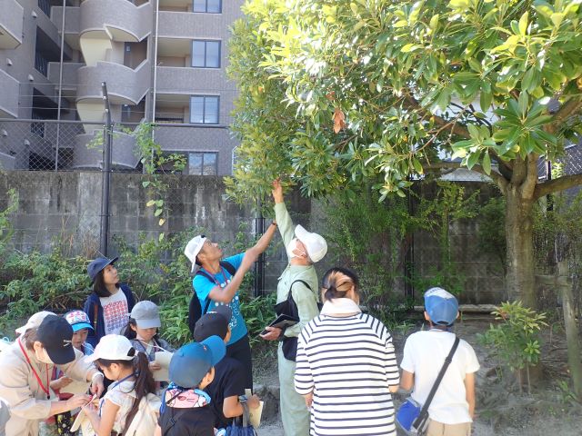 樹木観察の写真