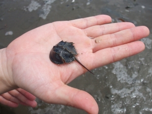 写真：カブトガニの赤ちゃん