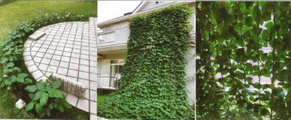 土生久美子様の作品