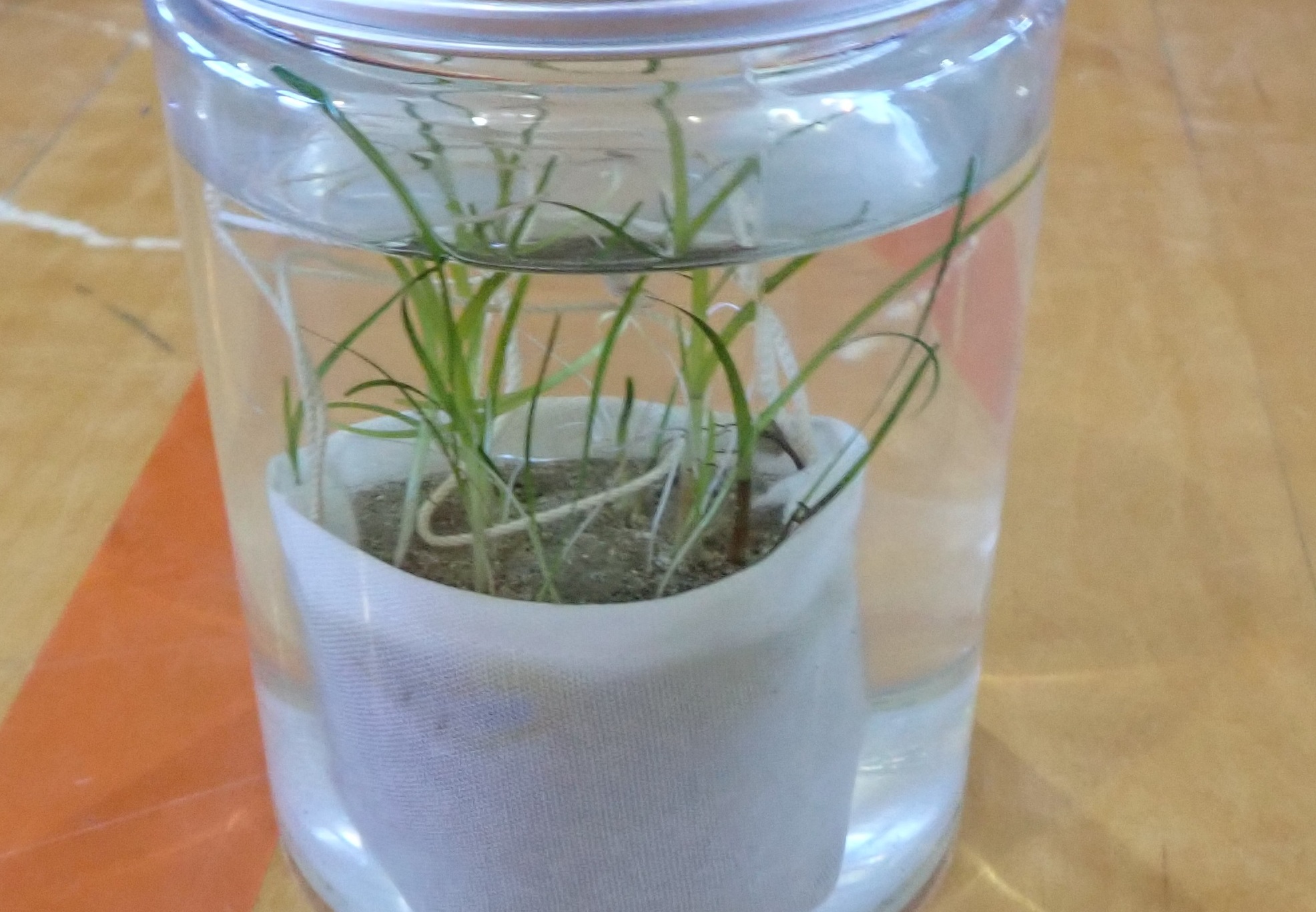 アマモのポット苗