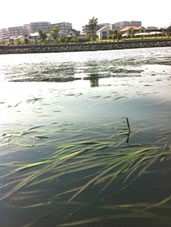 アマモ場の写真