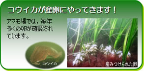 コウイカが産卵にやってきます！アマモ場では、毎年多くの卵が確認されています。