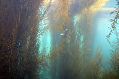 画像：タマハハキモクとメバル(地点2)