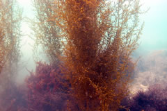 画像：タマハハキモク(地点3)	