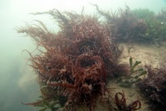 画像：ムカデノリ