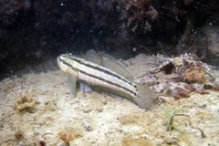 画像：シマハゼ