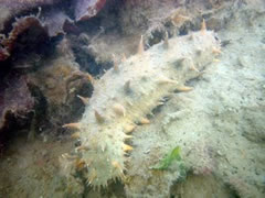 画像：マナマコ