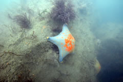 画像：イトマキヒトデ