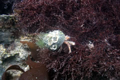 画像：ヤドカリ類