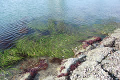 画像：アマモ(地点6)