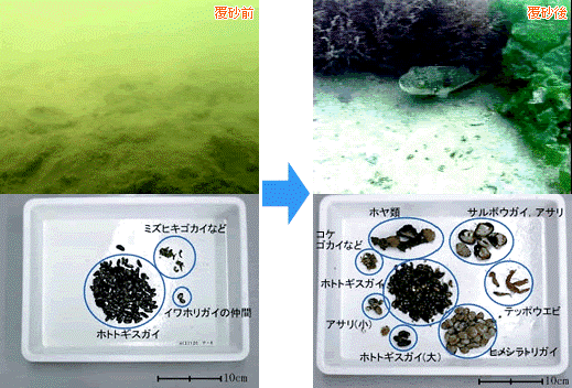 画像：覆砂前後の変化