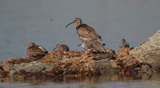 画像：岩礁で休息するチュウシャクシギなどの野鳥
