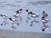 画像：干潟で休むツクシガモ