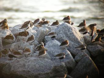 休息場のハマシギの画像1