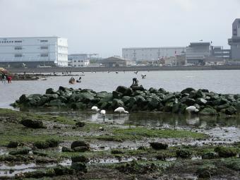 餌場をはさんで潮干狩りを楽しむ人とクロツラヘラサギの画像