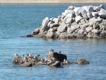 餌場のハマシギの画像