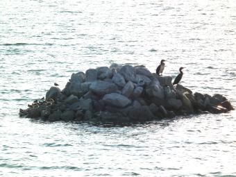 休息場のハマシギとカワウの画像