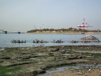 餌場のカワウの画像