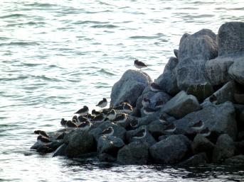 休息場のハマシギの画像2