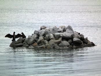 休息場で羽を乾かすカワウの画像