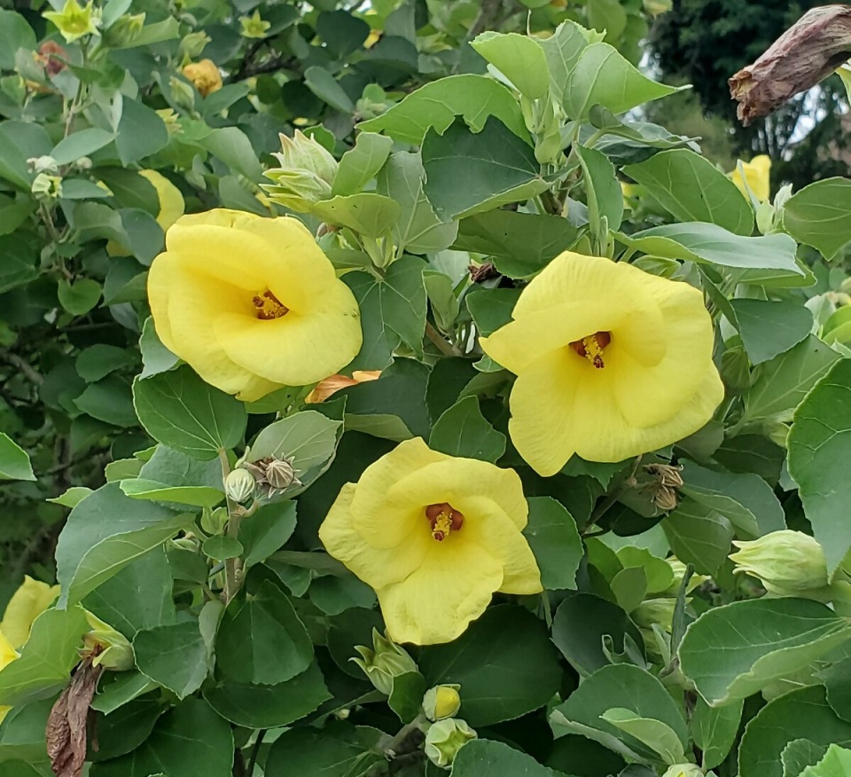 ハマボウの花の写真